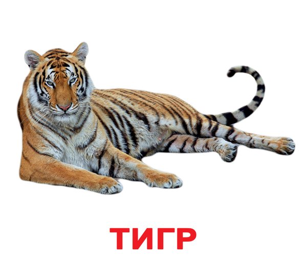 Карточки Домана животные