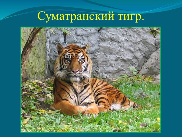 Суматранский тигр и Амурский