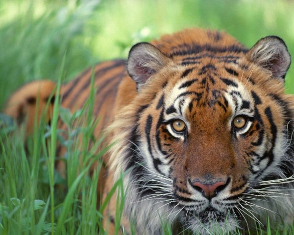 День Амурского тигра на Дальнем востоке
