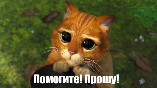 Кот Шрек глаза