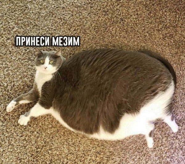 Обожравшийся кот