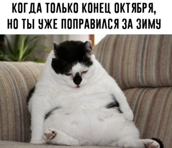 Котик объелся