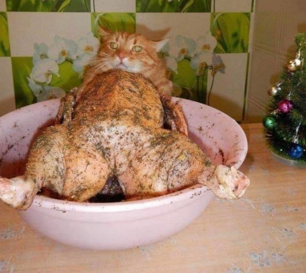 Объевшиеся коты