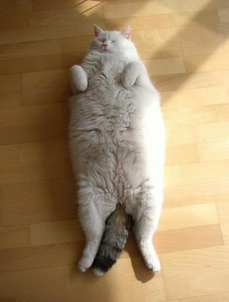 Котик объелся