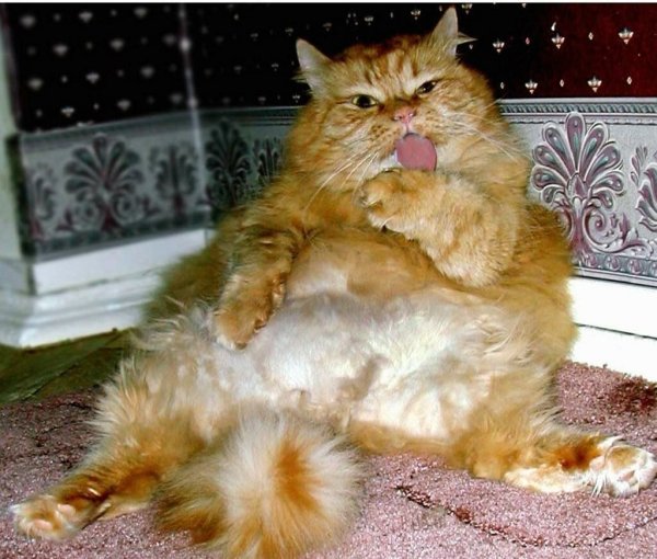 Кот пришел