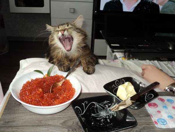 Кот ест икру
