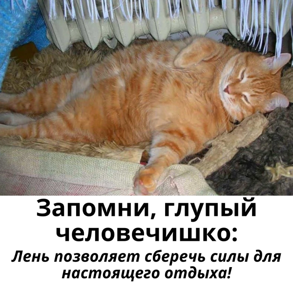 Обожравшийся кот