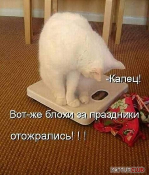 Толстый кот на диете
