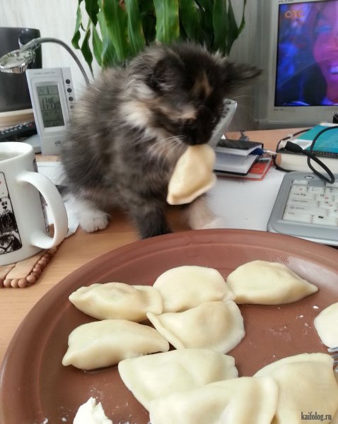 Кот и вареники