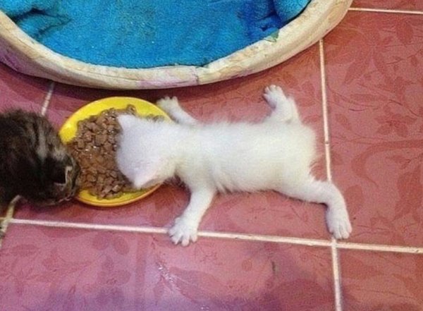 Объевшийся котенок