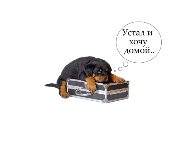 Прикольные котики с надписями
