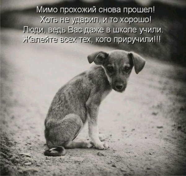 Бездомные животные демотиваторы
