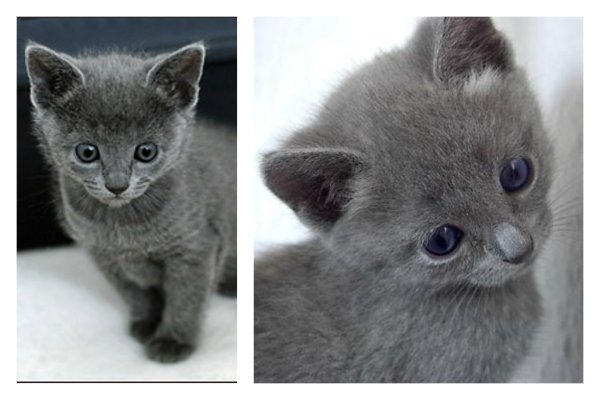 Котенок говорит