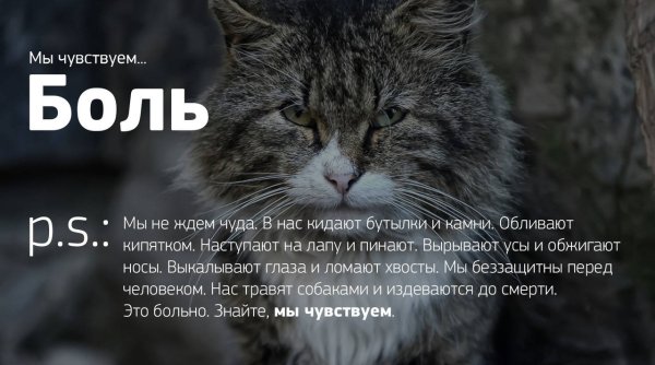 Цитаты про бездомных животных