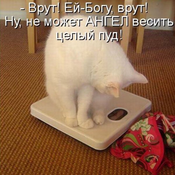 Ты где картинки смешные
