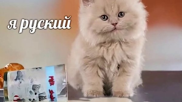 Картинки с надписью я русский котенок (49 фото)