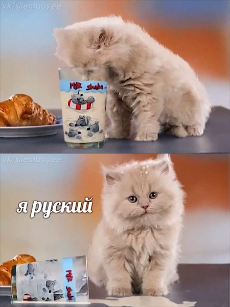 Кот с молоком Мем