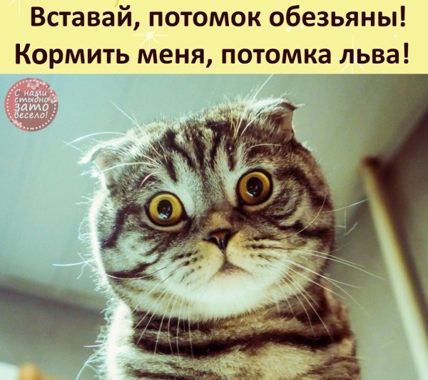 Туть Мем кот