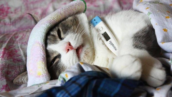 Котенок с градусником