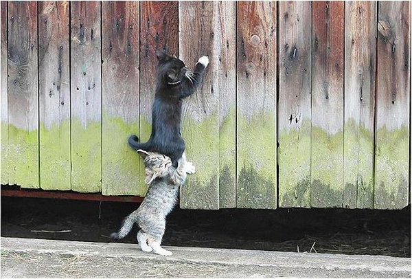 Котята помогают друг другу