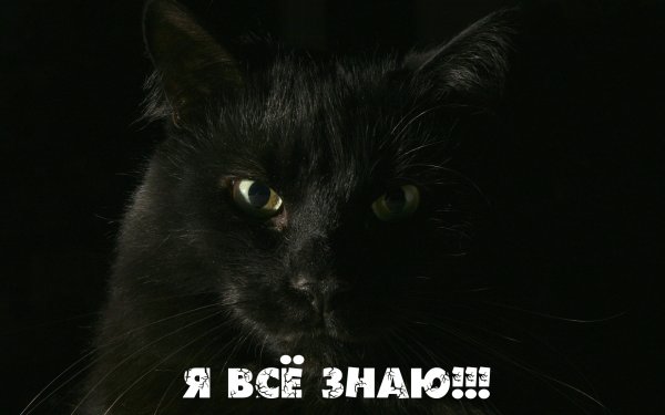 Черный кот надпись