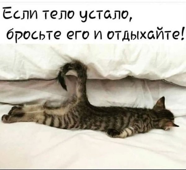 Кот спит без задних ног