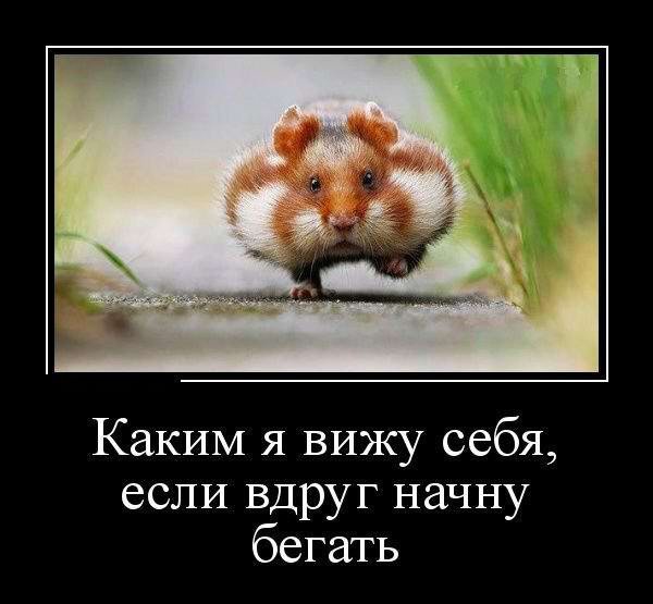 Весёлые демотиваторы для поднятия настроения