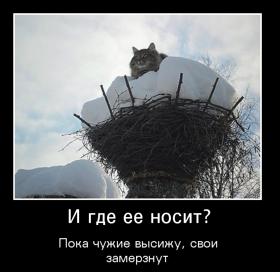 Кот Весна