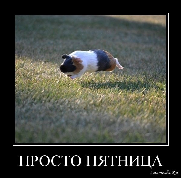 Пятница демотиваторы