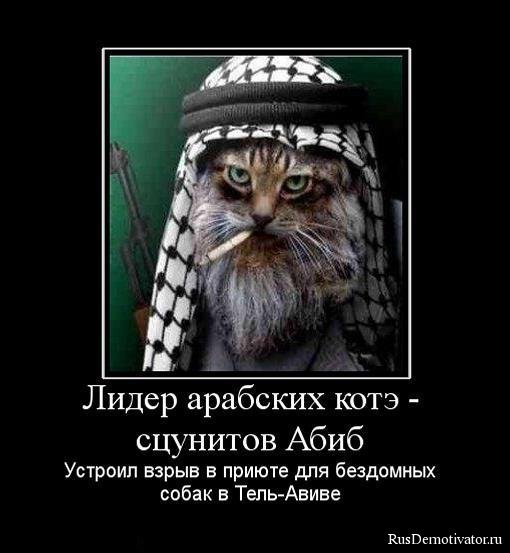 Картинки прикольные демотиваторы про котов