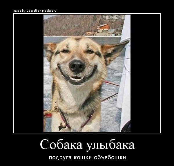 Демотиваторы про собак смешные