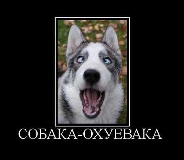 Кошка объебошка и собака улыбака