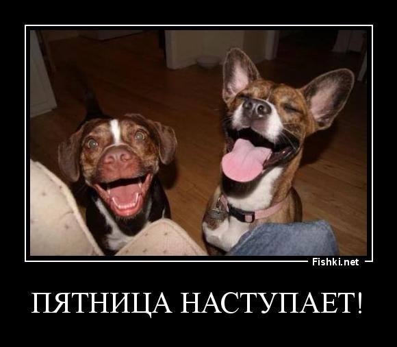 Собака демотиватор