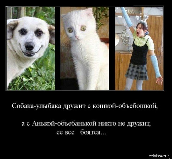 Демотиваторы про собак смешные
