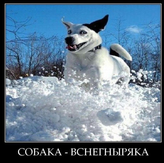 Смешные собаки улыбаки