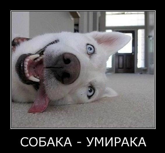 Собака улыбака мемы
