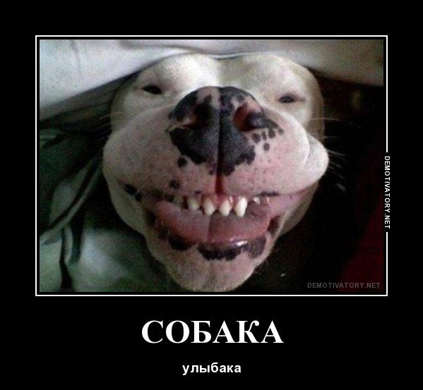 Собака подозревака демотиватор