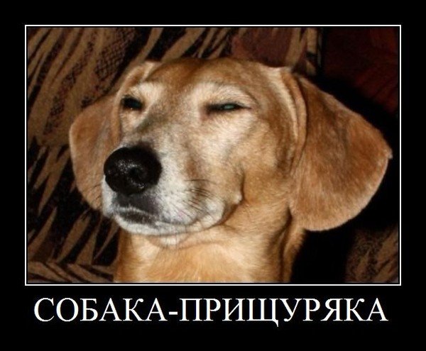 Собаки улыбаки демотиваторы