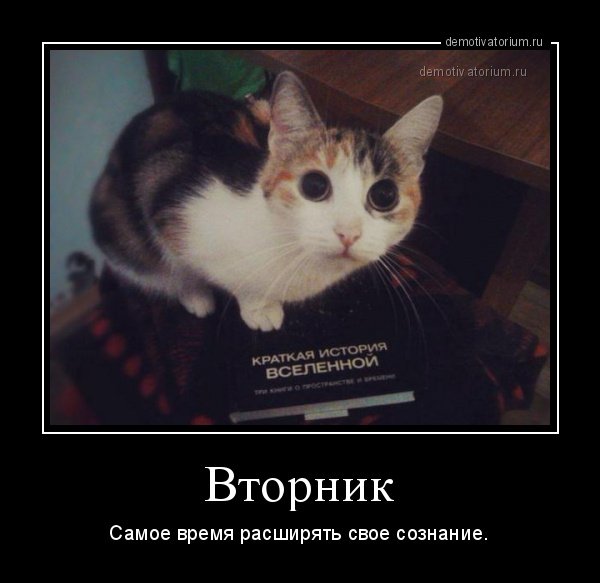 Кот осознал