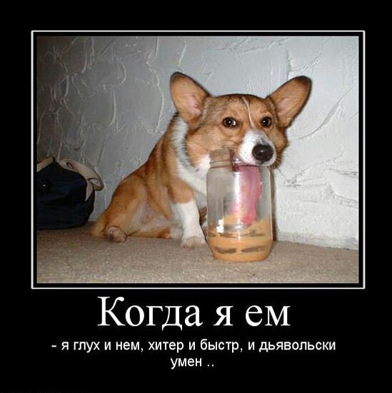 Демотиваторы про собак смешные