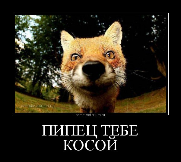 Лис демотиватор