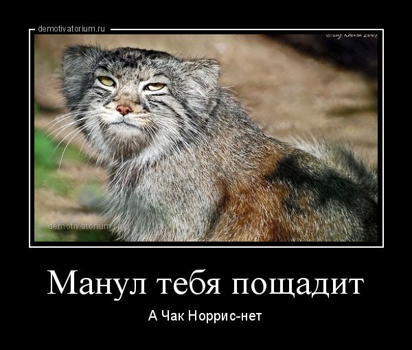 Демотиваторы манул (47 фото)