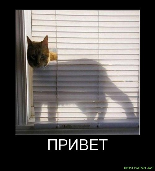 Кот привет