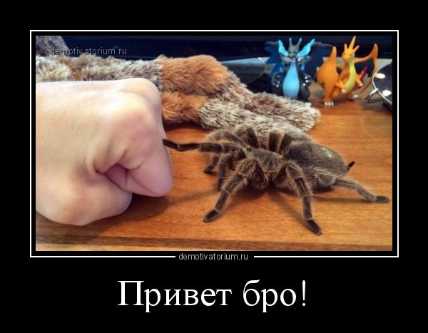Паук демотиваторы