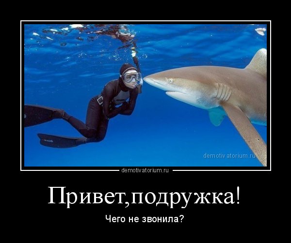 Акула демотиватор