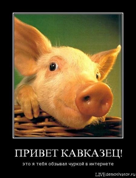 Демотиваторы про свиней прикольные