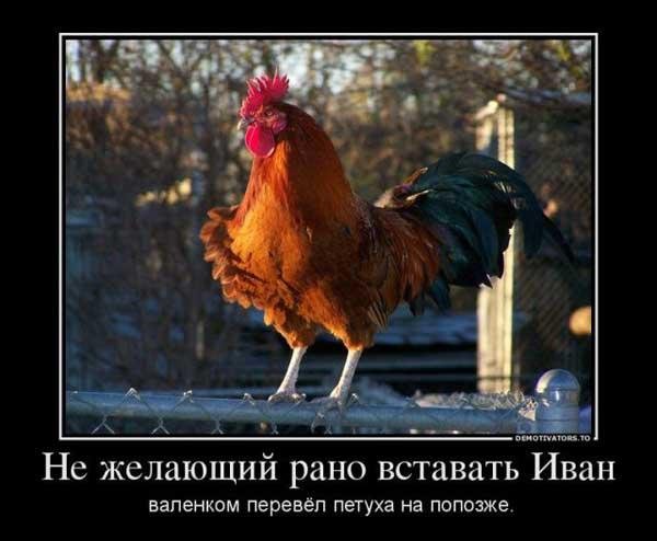 Шутки про петуха