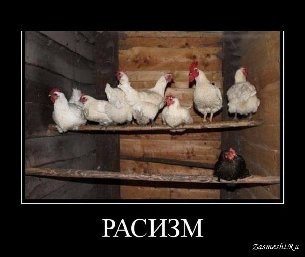 Курятник прикол