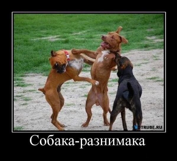 Челябинская сторожевая