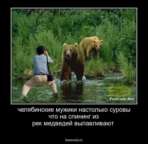 Медведь демотиватор
